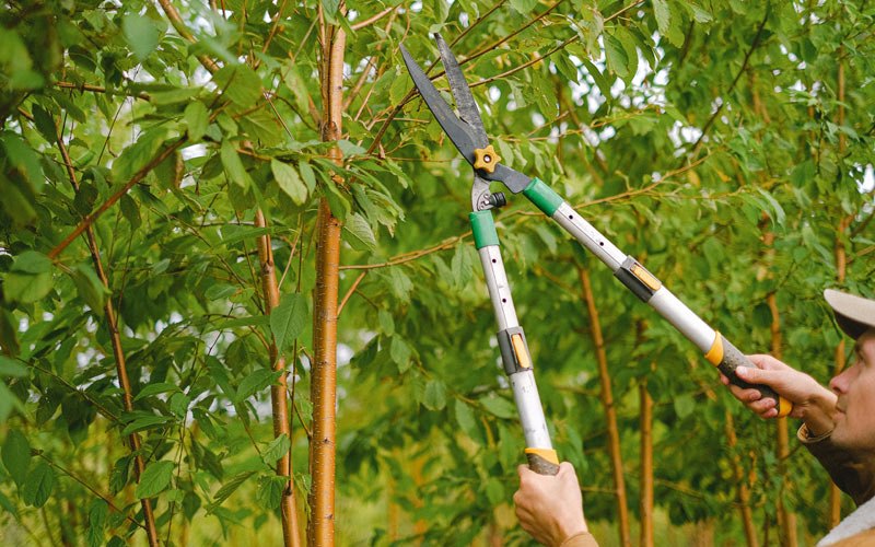 Tree trimming in Foristell, MO